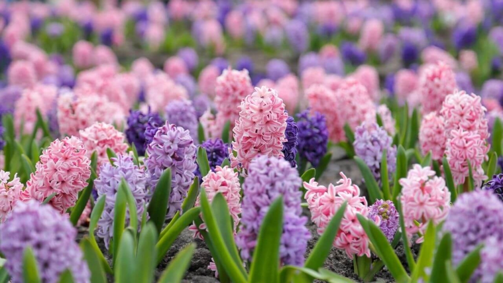 ヒヤシンスの花言葉|花言葉に想いをのせて LIVE THE WAY ヒヤシンスの花言葉|花言葉に想いをのせて LIVE THE WAY