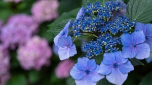 バンクシアの花言葉 花言葉に想いをのせて Live The Way