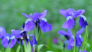 ハゲイトウ 葉鶏頭 の花言葉 花言葉に想いをのせて Live The Way