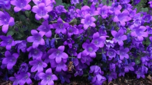 ステラ バコパ の花言葉 花言葉に想いをのせて Live The Way