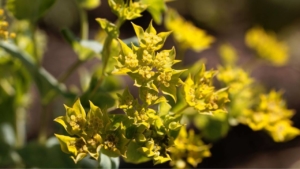 イチリンソウ 一輪草 の花言葉 花言葉に想いをのせて Live The Way