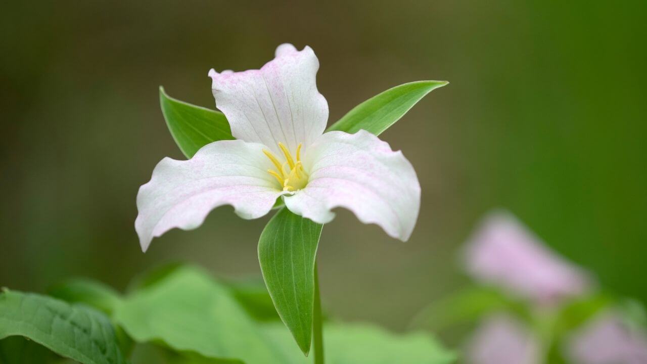 エンレイソウ（延齢草）の花言葉｜花言葉に想いをのせて | LIVE THE WAY